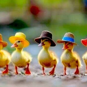 Meet your Posher, Pat